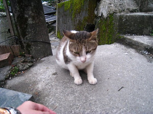 IMG_2935_resize.JPG