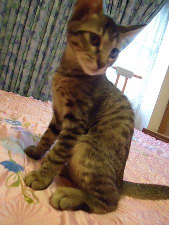 DSC08363 (480x640)