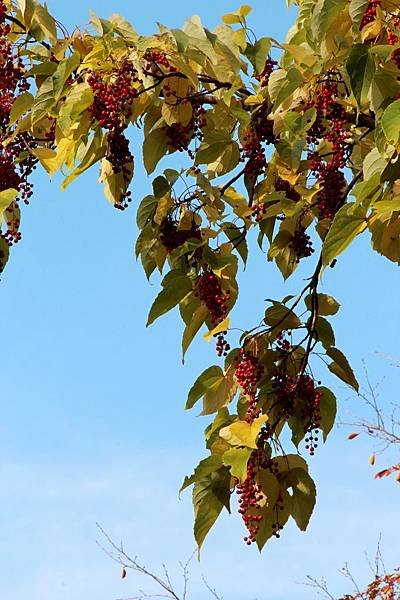 IMG_3090a_tn.jpg