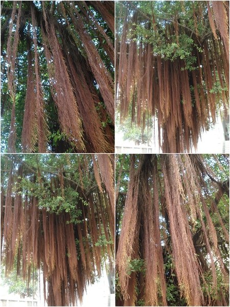榕樹氣根.jpg