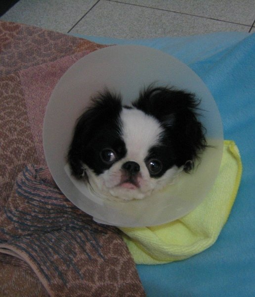 poor puppy~