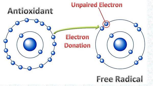 抗氧化自由基