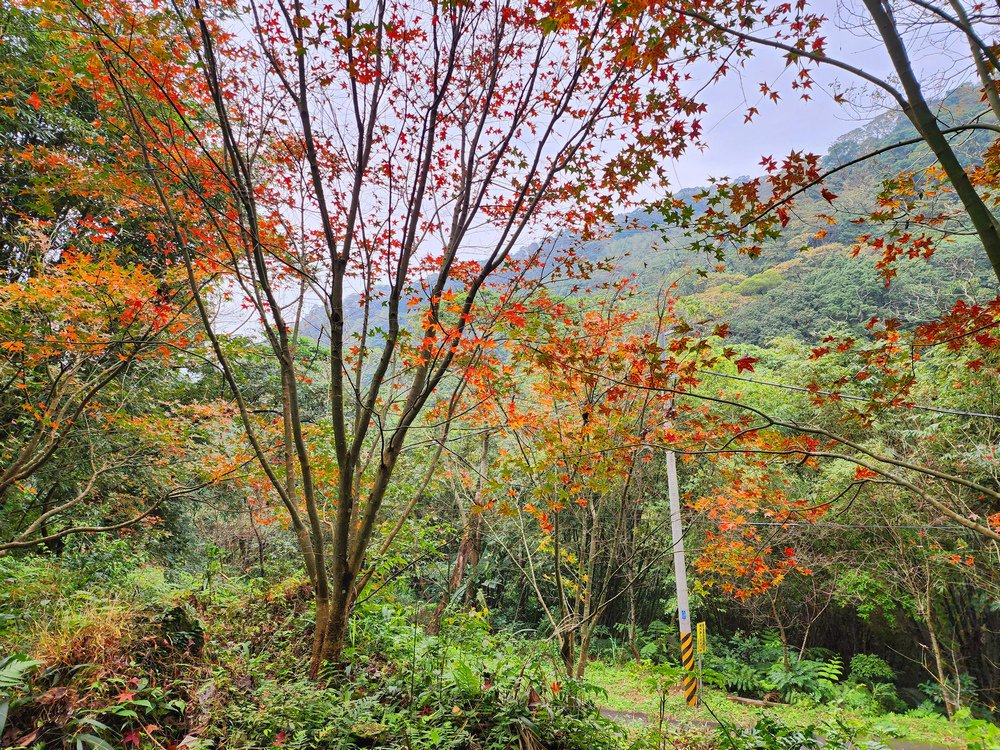 桃園金面山O形