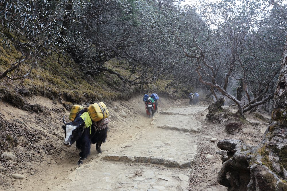 尼泊爾：聖母峰基地營健行 -9 Pheriche（費利崎）→