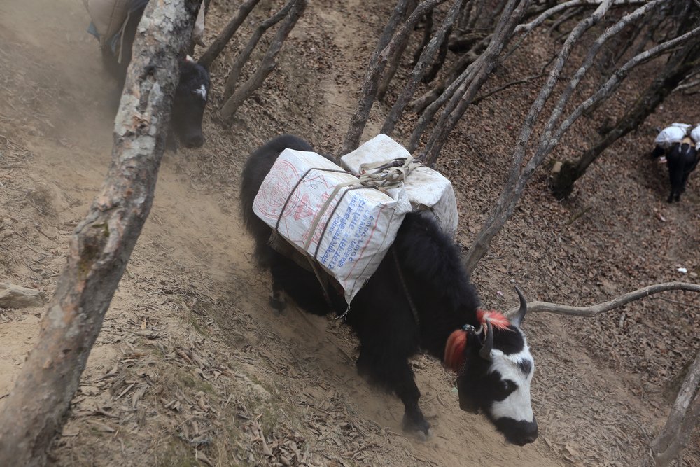 尼泊爾：聖母峰基地營健行 -9 Pheriche（費利崎）→