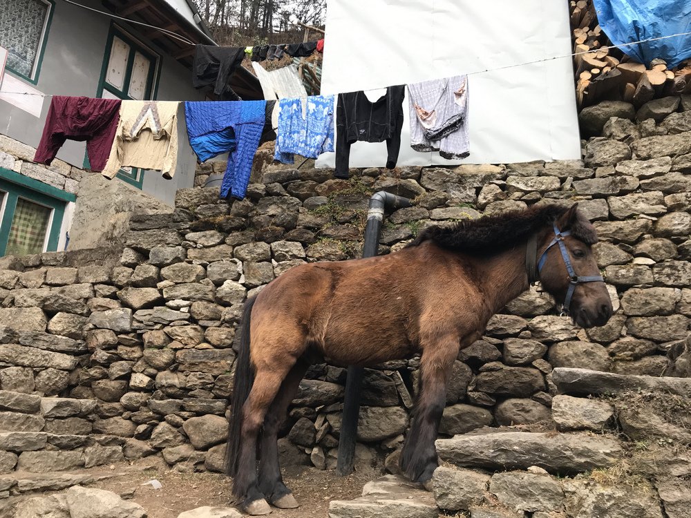 尼泊爾：聖母峰基地營健行 -9 Pheriche（費利崎）→