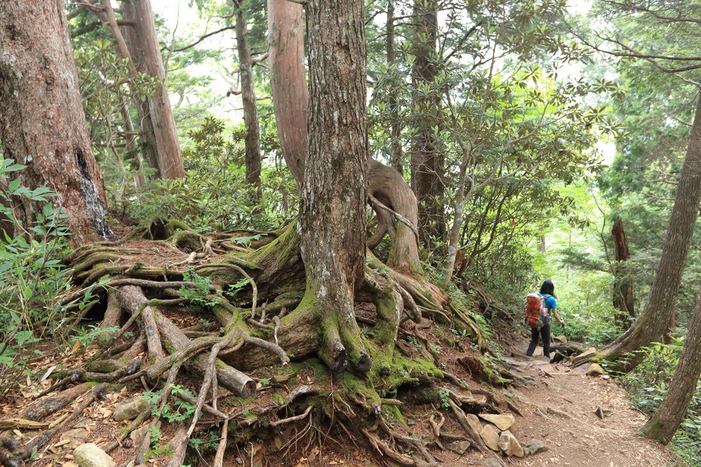 日本：後立山連峰之5～爺ヶ岳與種池山莊