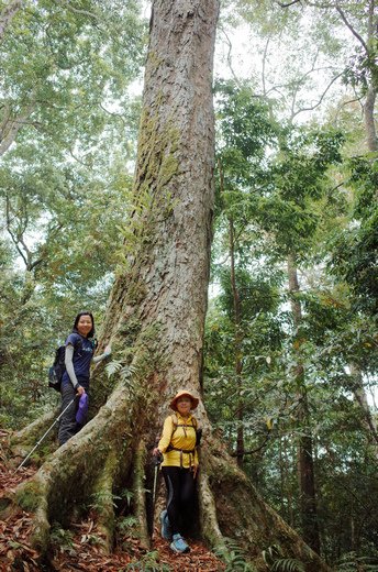 鵝公髻山與鵝公髻東北峰