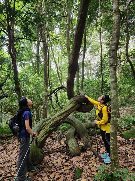 鵝公髻山與鵝公髻東北峰