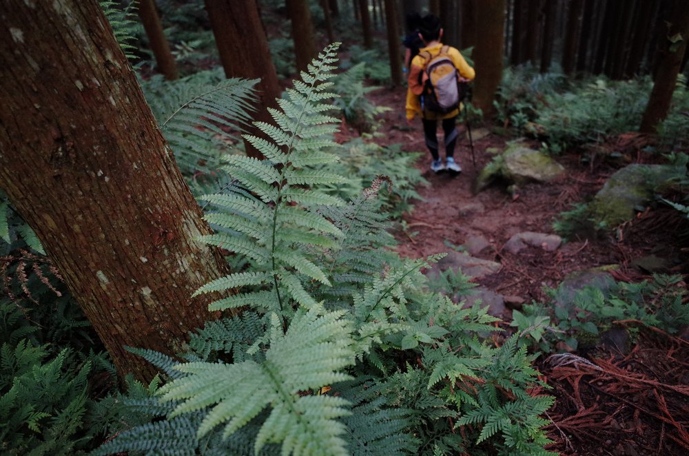 鵝公髻山與鵝公髻東北峰