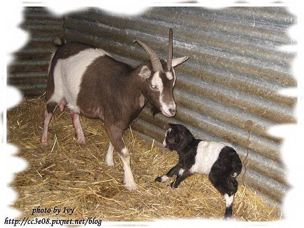 baby goat 003-2.jpg