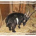 baby goat 024-2.jpg