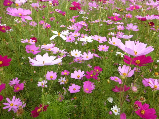 2015年4月5月 127.jpg