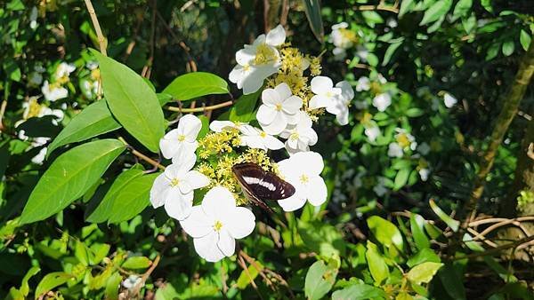 第486回[臺北信義]四獸山步道，虎豹獅象山連走