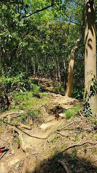 第486回[臺北信義]四獸山步道，虎豹獅象山連走