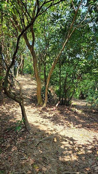 第486回[臺北信義]四獸山步道，虎豹獅象山連走