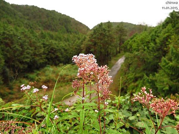 翠峰山屋