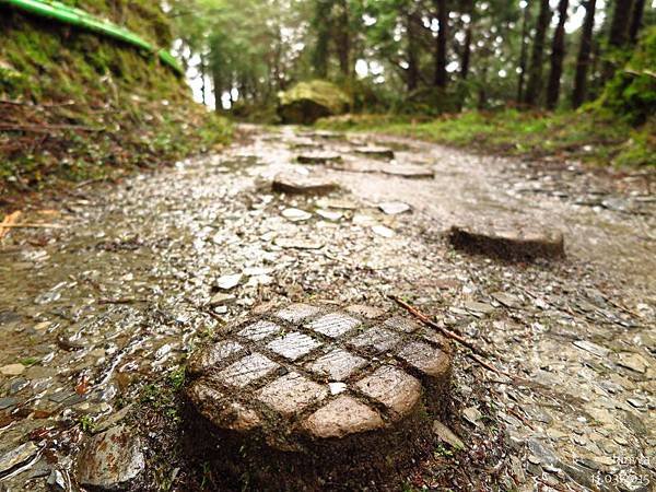 台灣山毛櫸國家步道