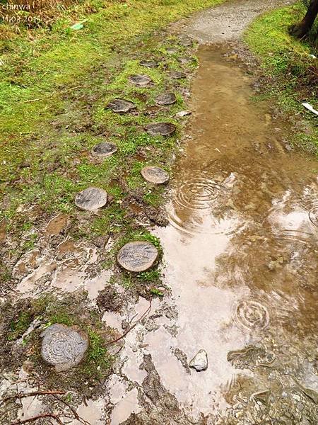 台灣山毛櫸國家步道