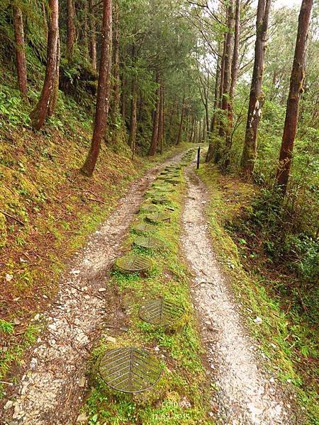 台灣山毛櫸國家步道