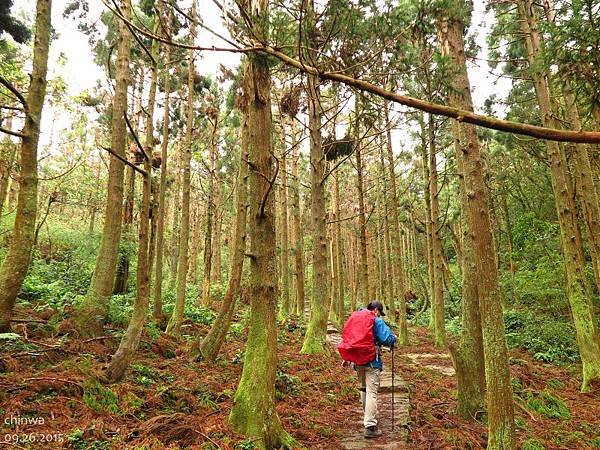 頂山石梯嶺步道