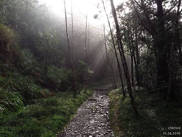 台灣山毛櫸國家步道