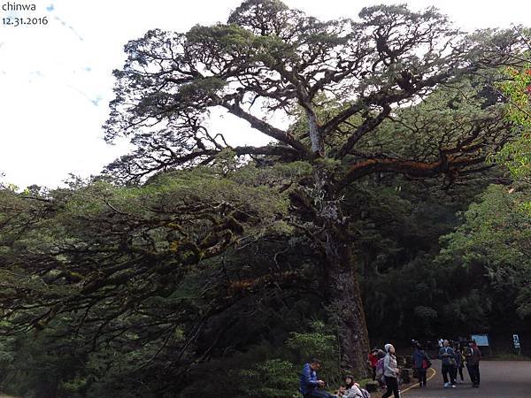 楠溪林道.大鐵杉