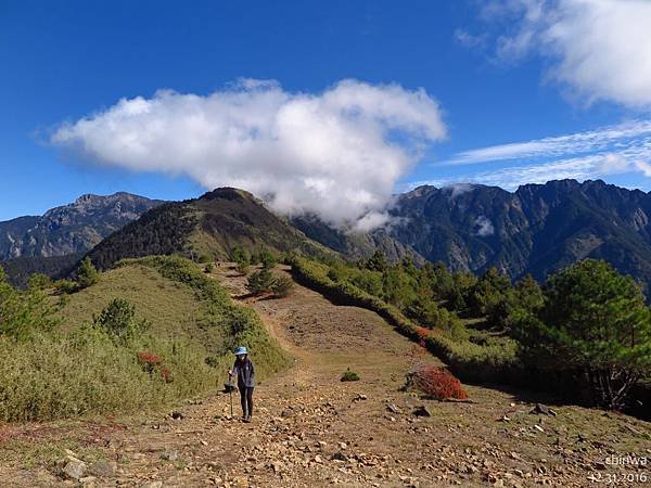 鹿林山區步道.麟趾山