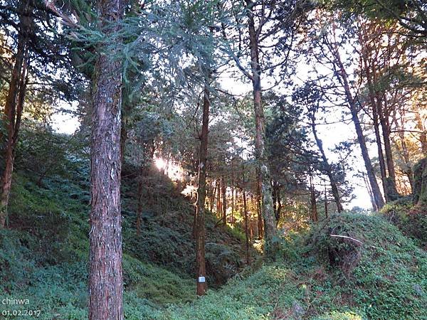 阿里山.祝山觀日步道