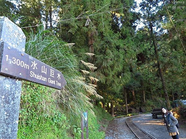 阿里山.水山線步道