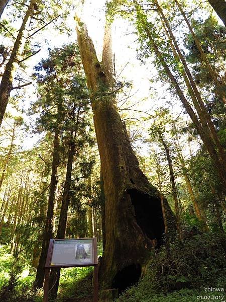 阿里山.水山線步道