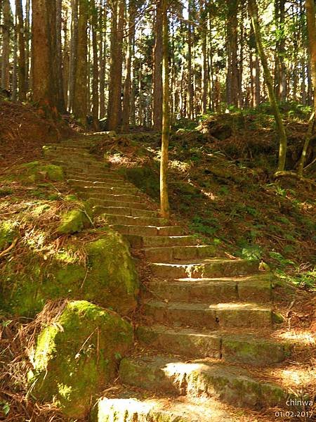 阿里山.水山線步道