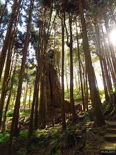 阿里山.水山線步道