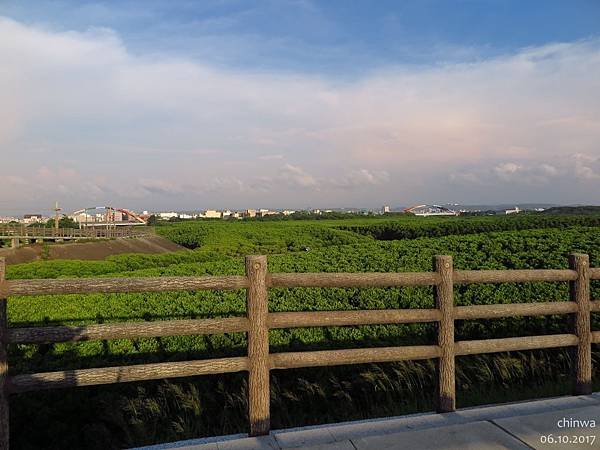 十七公里海岸線.紅樹林