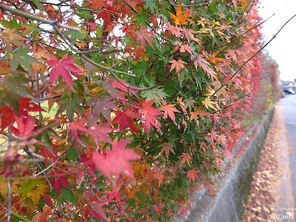 広川.太原のイチョウ