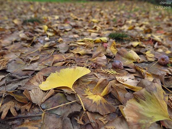 広川.太原のイチョウ