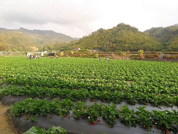 大湖.年年草莓園