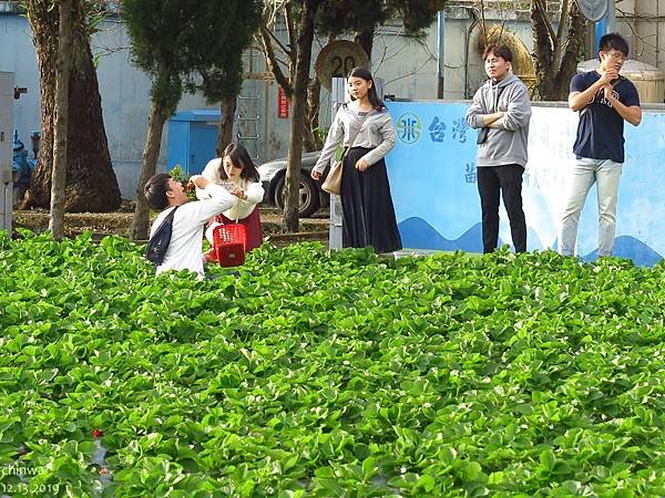 大湖.年年草莓園