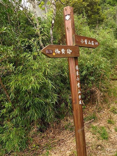 大雪山.稍來小雪山步道