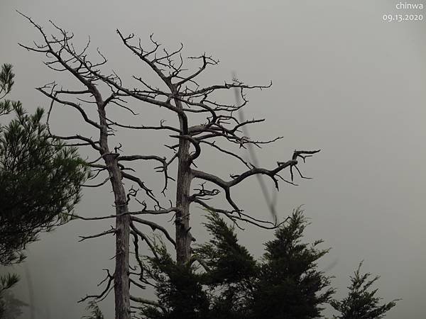 大雪山.稍來小雪山步道