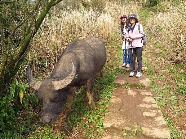 頂山石梯嶺步道