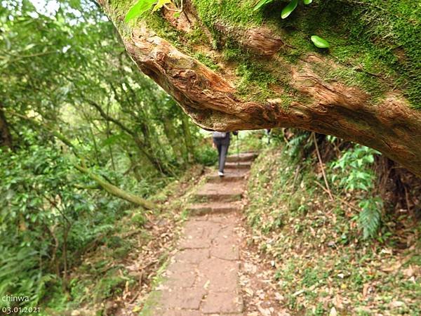 頂山石梯嶺步道