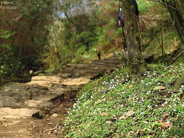 頂山石梯嶺步道