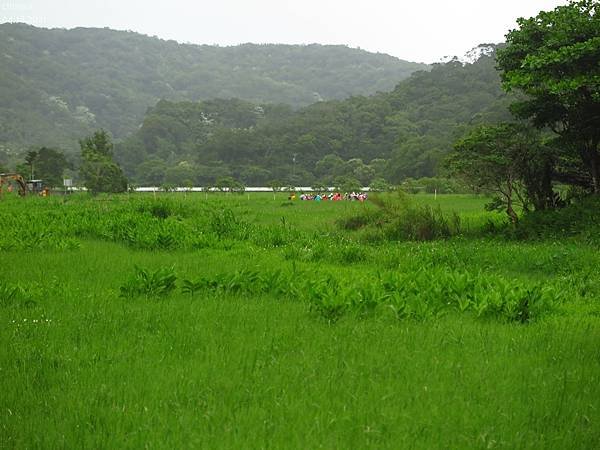 屏東.東源濕地