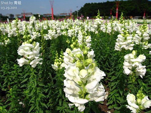 新生) 林下花圃花海