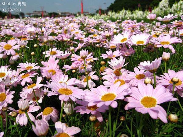 新生) 林下花圃花海