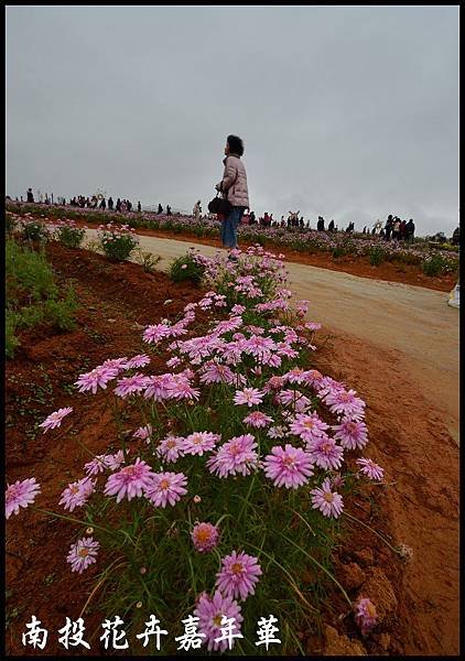 南投花卉嘉年華DSC_6376