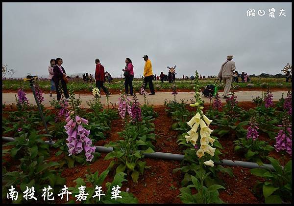 南投花卉嘉年華DSC_6379