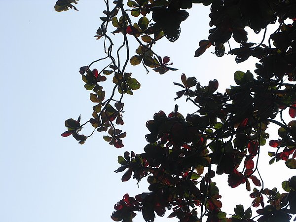 IMG_1083.JPG