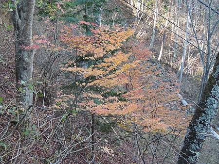 DSCN5306.jpg